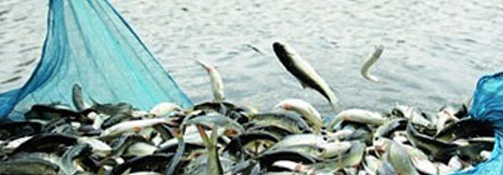 Fishery In Howrah- Aarannyak Eco Resort And Organic Farming, Howrah