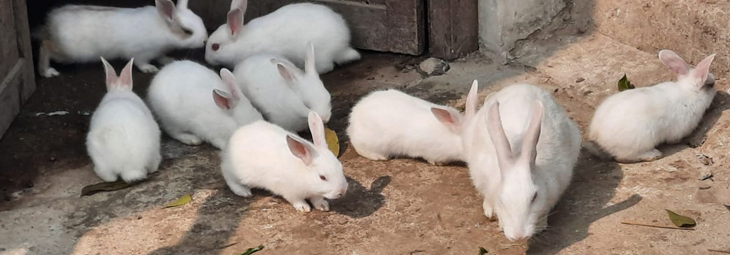 Rabbit Farming In Howrah- Aarannyak Eco Resort And Organic Farming, Howrah