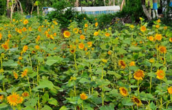 Flower Planting &  Nursery -Aarannyak Ecoresort And Organic Farming