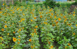 Flower Planting &  Nursery -Aarannyak Ecoresort And Organic Farming