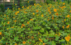 Flower Planting &  Nursery -Aarannyak Ecoresort And Organic Farming