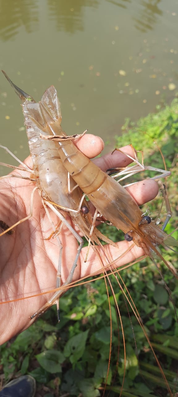 Prawn Farming In Howrah- Aarannyak Eco Resort And Organic Farming, Howrah