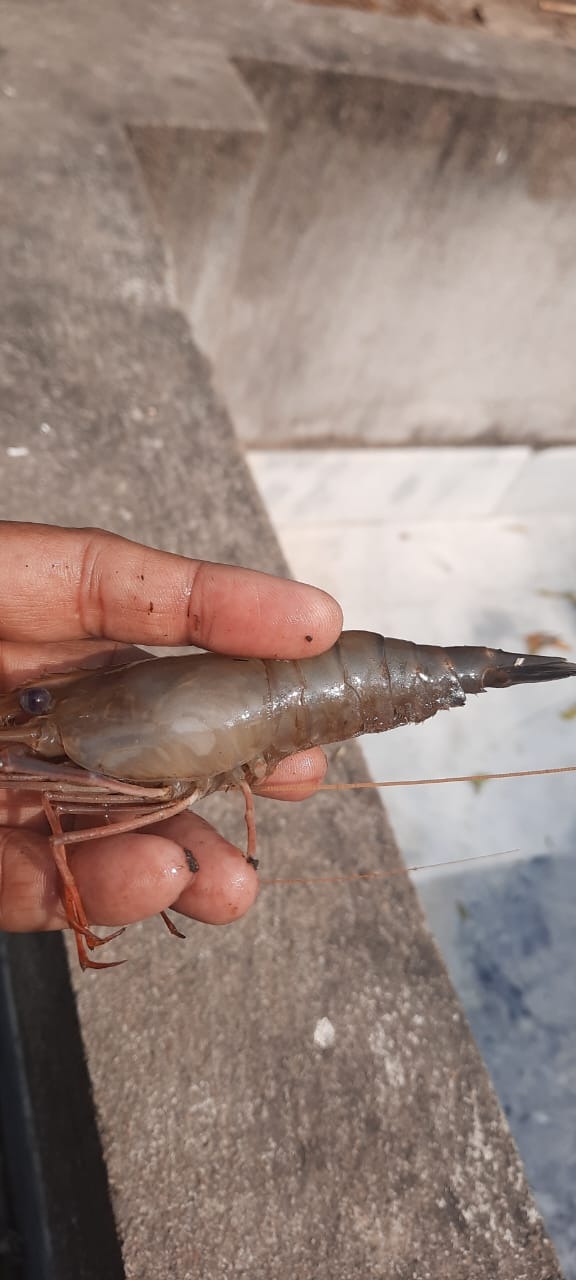 Prawn Farming In Howrah- Aarannyak Eco Resort And Organic Farming, Howrah