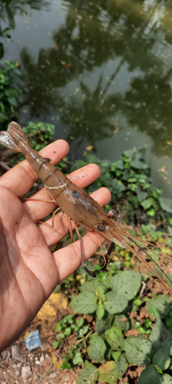 Prawn Farming In Howrah- Aarannyak Eco Resort And Organic Farming, Howrah