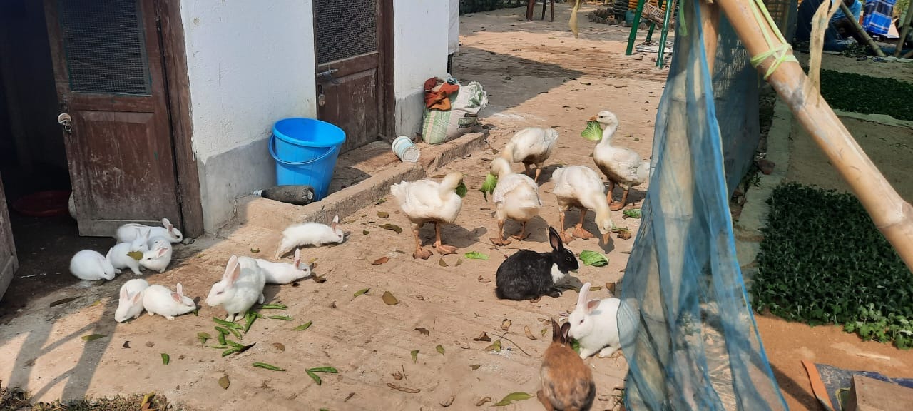 Rabbit Farming In Howrah- Aarannyak Eco Resort And Organic Farming, Howrah